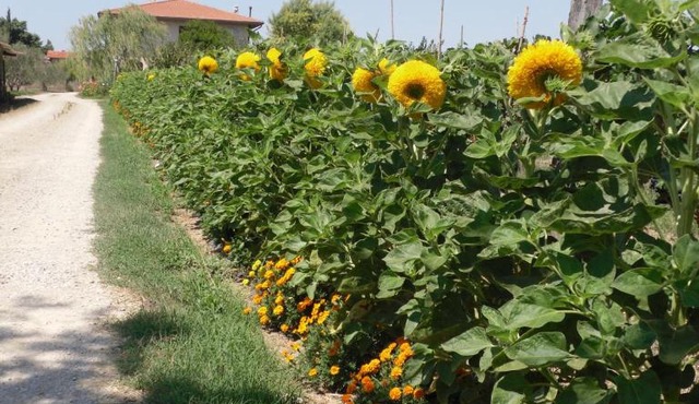 Agriturismo San Rocco