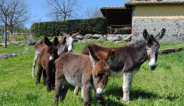 Agriturismo Tenuta Serpepe - Papavero