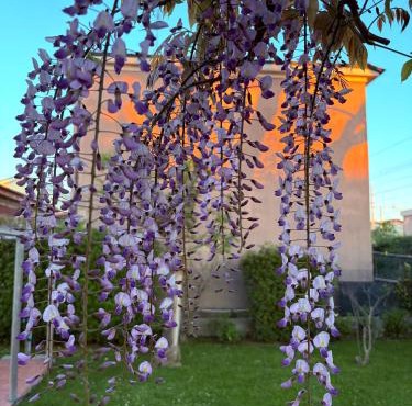 Domus Dafne Apartment