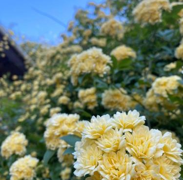 Il Sogno di Tebà