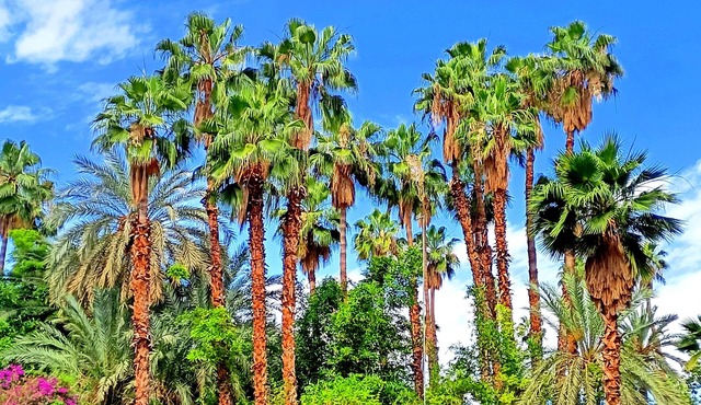 Superb Apt ! Exceptional View of Majorelle's Gardens, Yves Saint Laurent Street in Marrakech