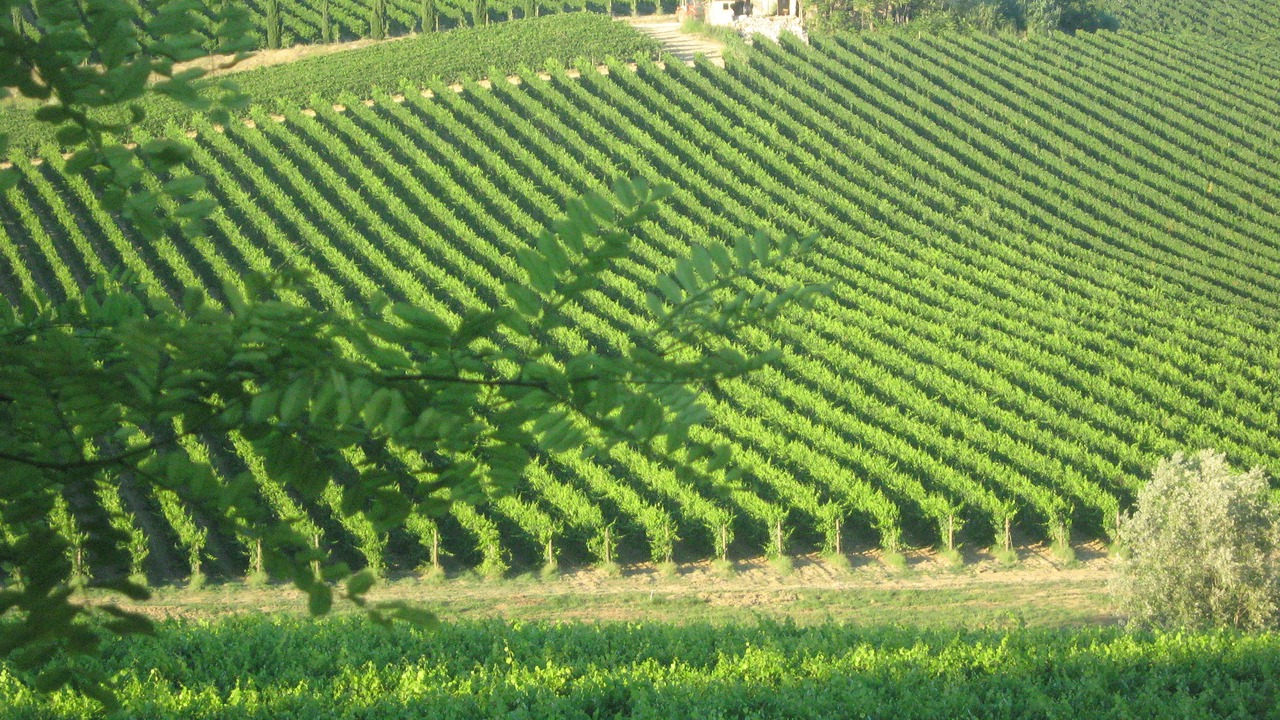 Photo of Outdoor in Collecorvino