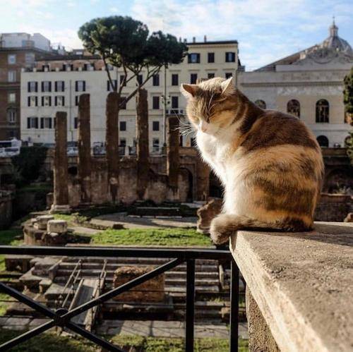 Photo of Others in Rione XI Sant'Angelo