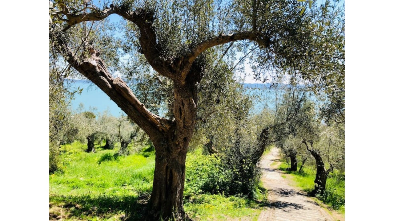 Photo of Outdoor in Piegaro