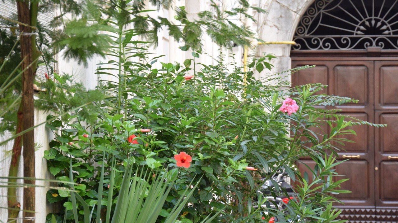 Photo of Outdoor in Historical Downtown Salerno