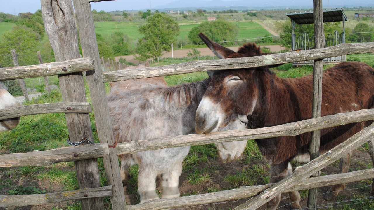 Photo of Outdoor in Viterbo