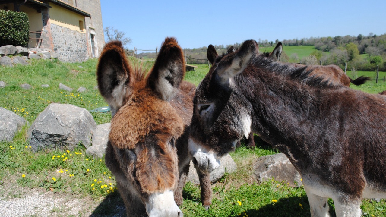 Photo of Others in Viterbo