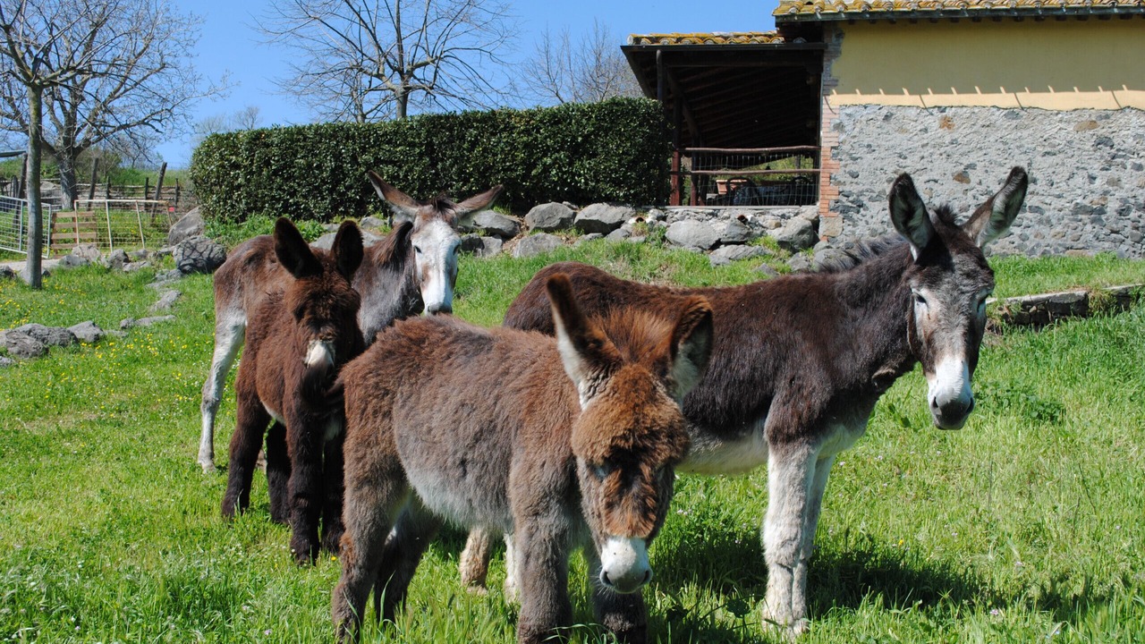 Photo of Others in Viterbo