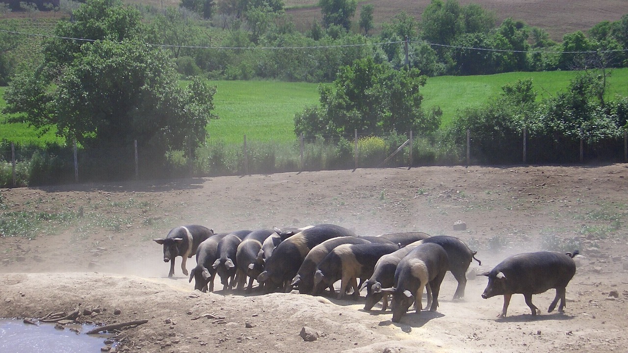 Photo of Others in Viterbo