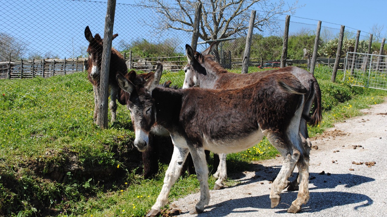 Photo of Others in Viterbo