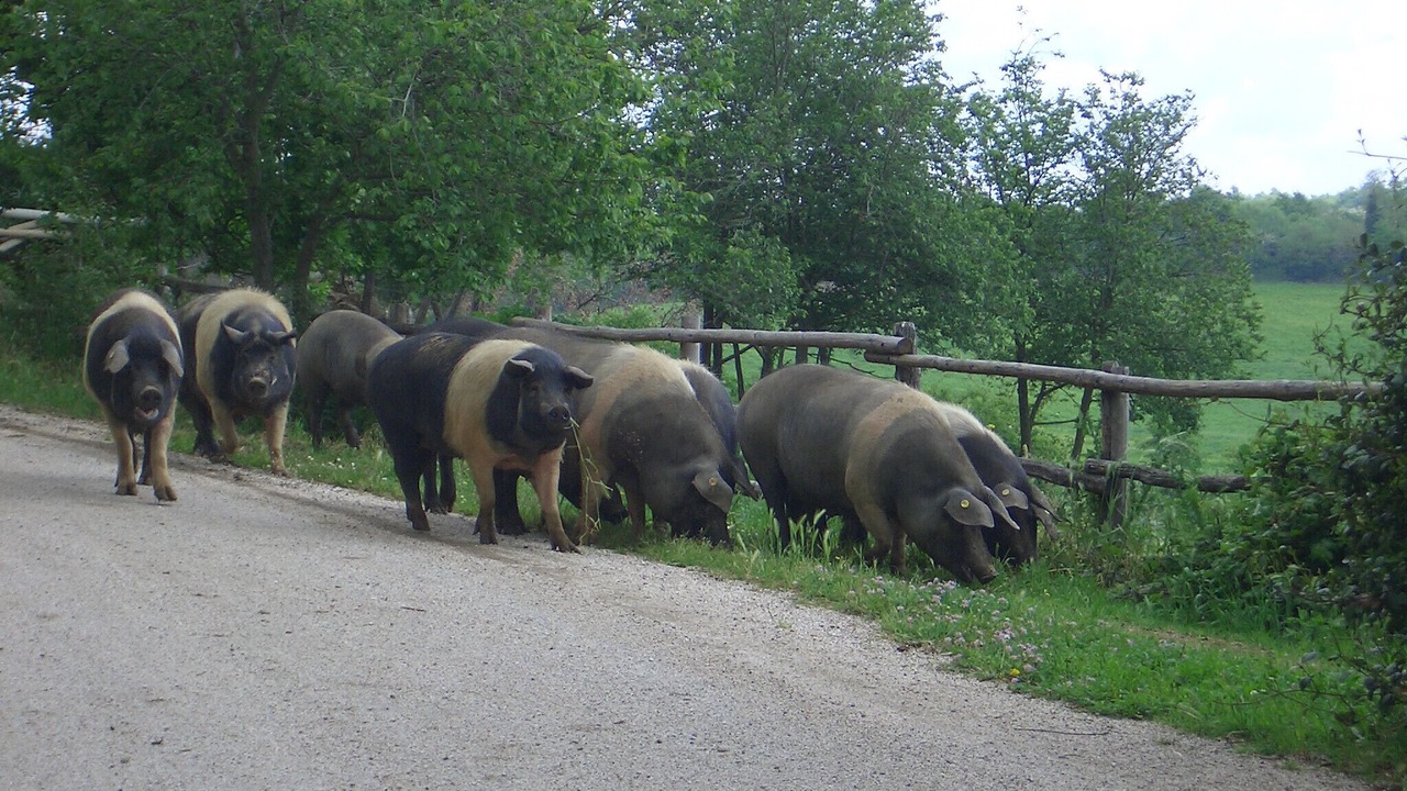 Photo of Outdoor in Viterbo