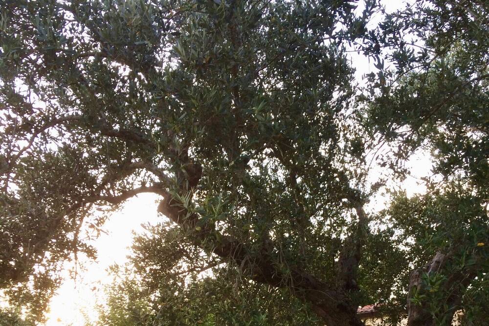 Photo of Outdoor in Gioi
