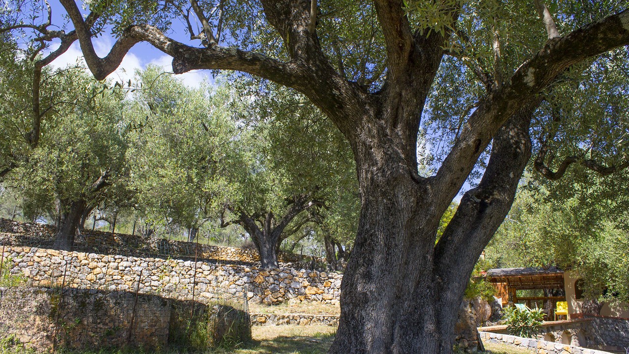 Photo of Outdoor in Lentiscosa
