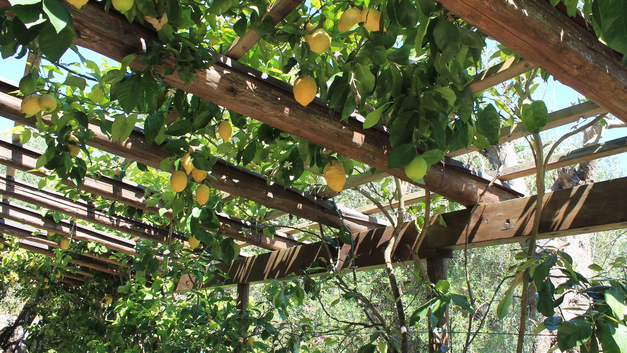 Photo of Outdoor in Lentiscosa