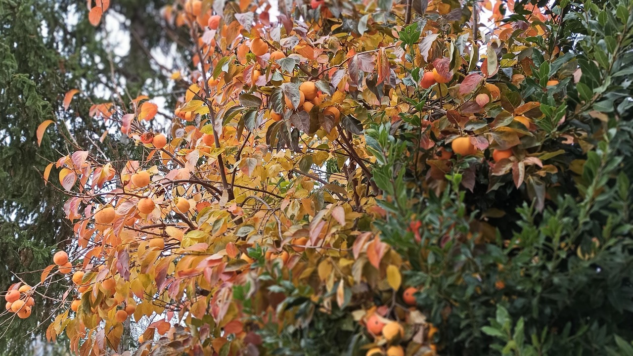 Photo of Outdoor in Force