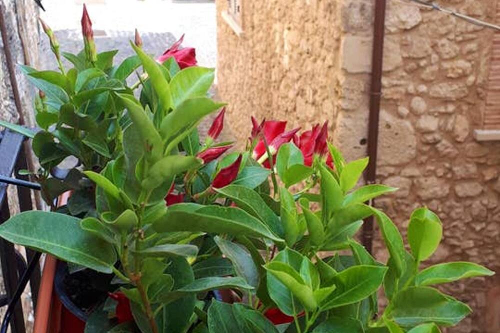 Photo of Outdoor in Arce