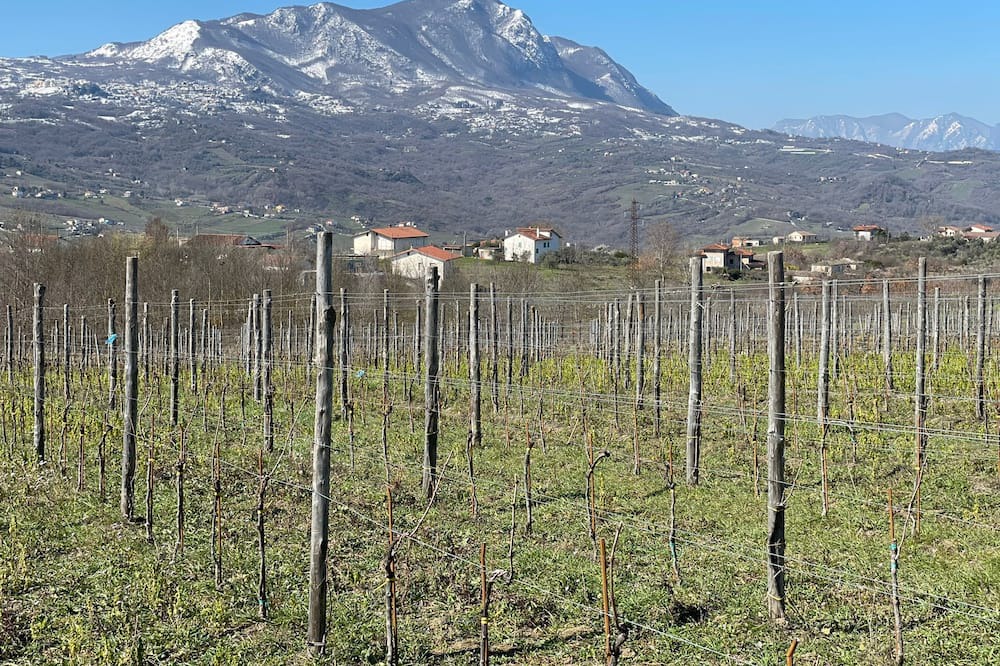 Photo of Others in Paternopoli