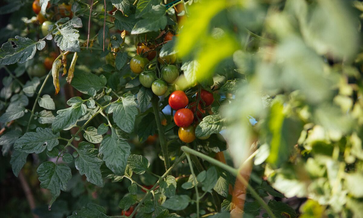 Photo of Outdoor in Rapagnano