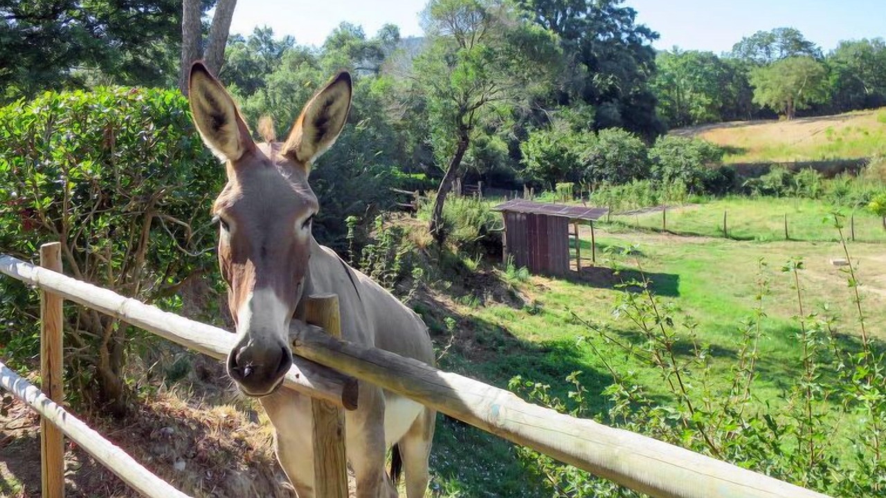 Photo of Outdoor in Montorsaio