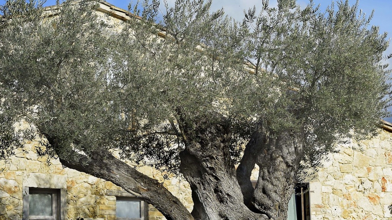 Photo of Outdoor in Guardea