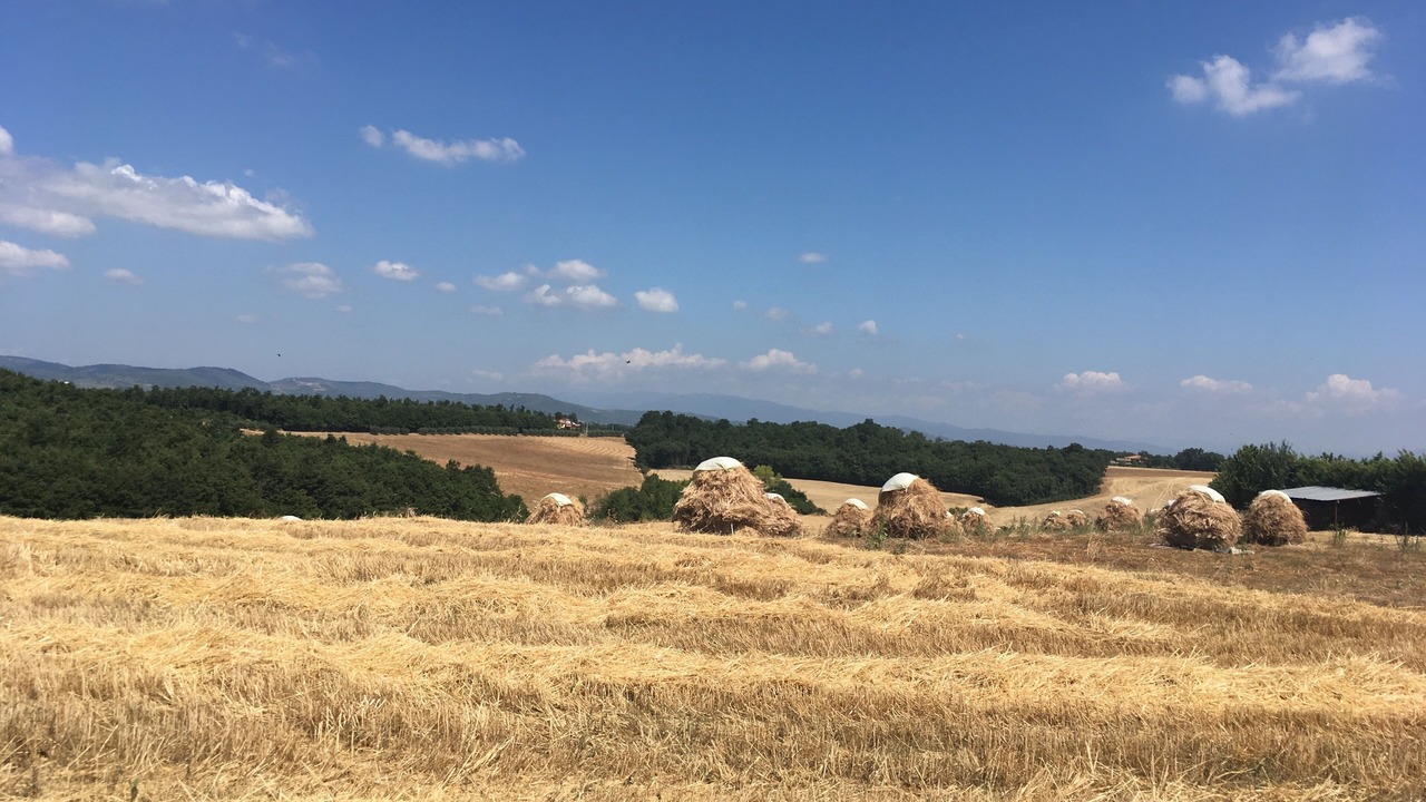 Photo of Others in Montagnano