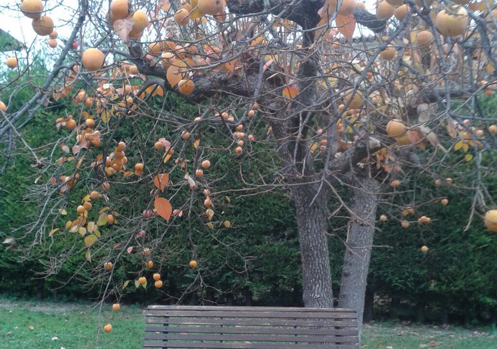 Photo of Outdoor in Pescosansonesco