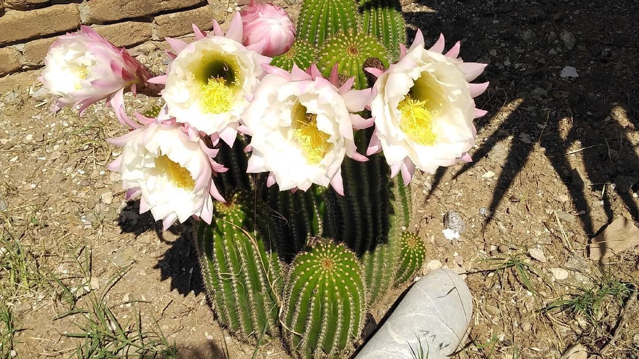 Photo of Outdoor in Pisciotta