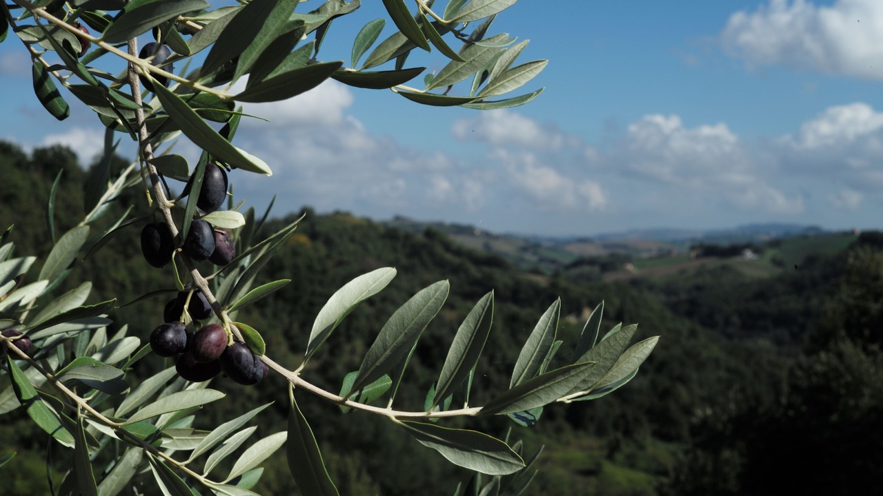 Photo of Outdoor in Montelparo