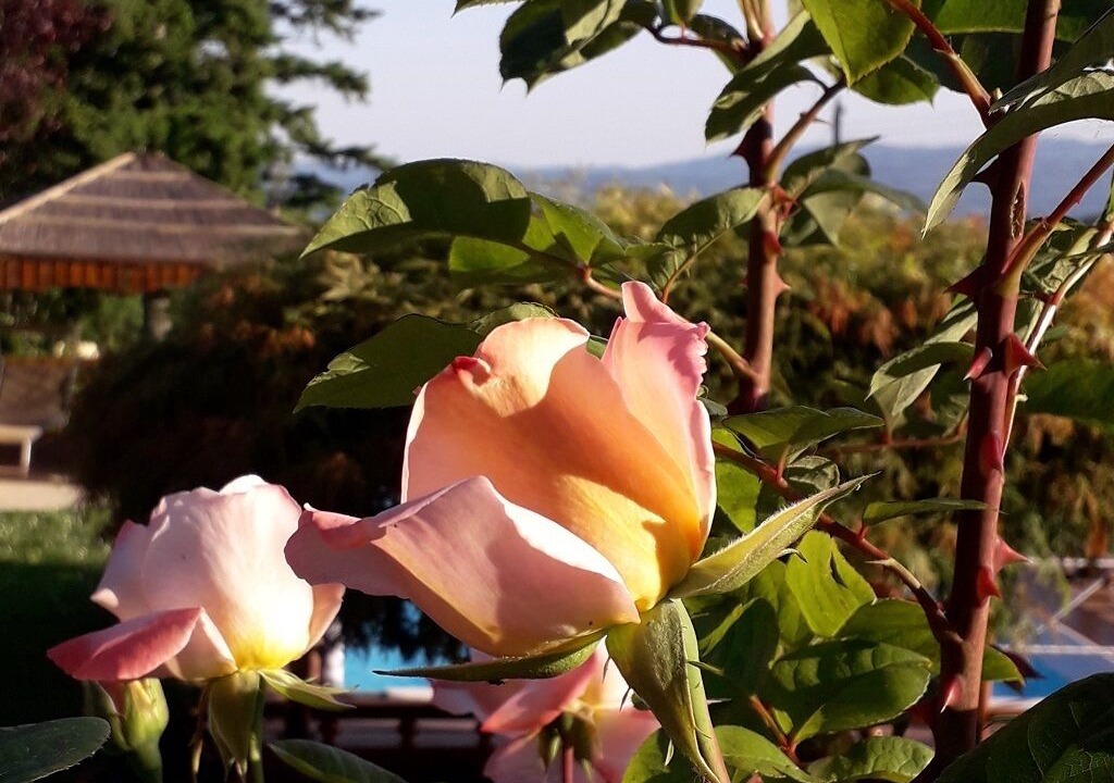 Photo of Outdoor in Moggiana