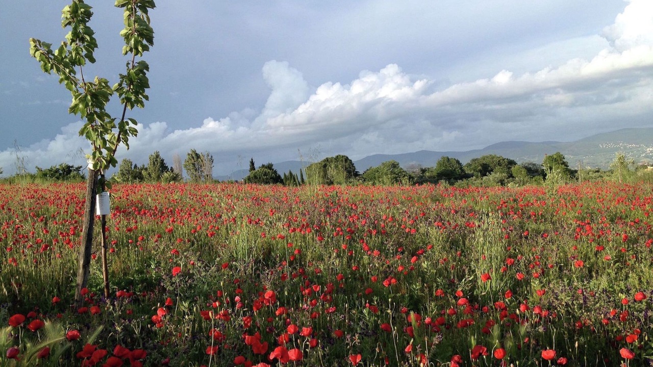 Photo of Others in Civitella d'Agliano