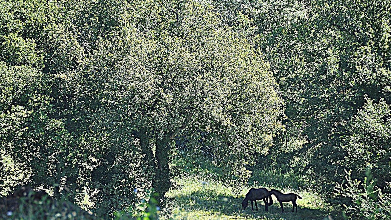 Photo of Outdoor in Morcone
