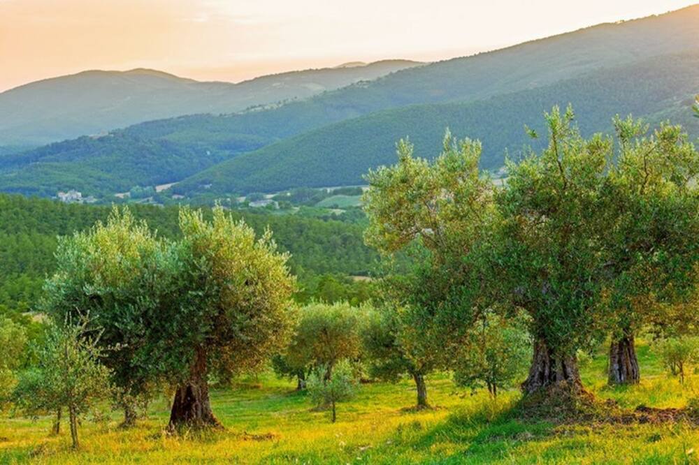 Photo of Outdoor in Umbertide