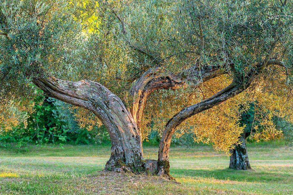 Photo of Outdoor in Umbertide