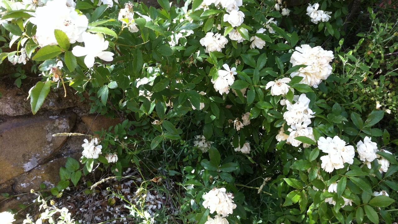 Photo of Outdoor in Scansano