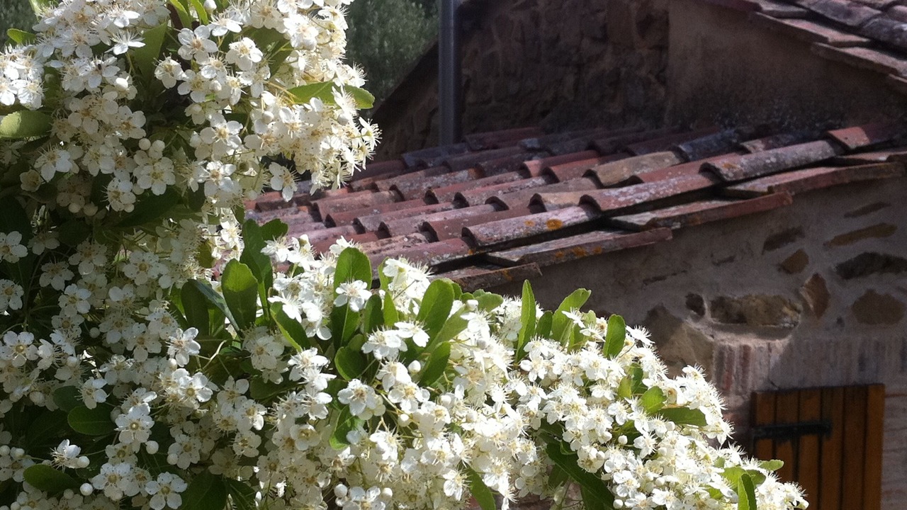 Photo of Outdoor in Scansano