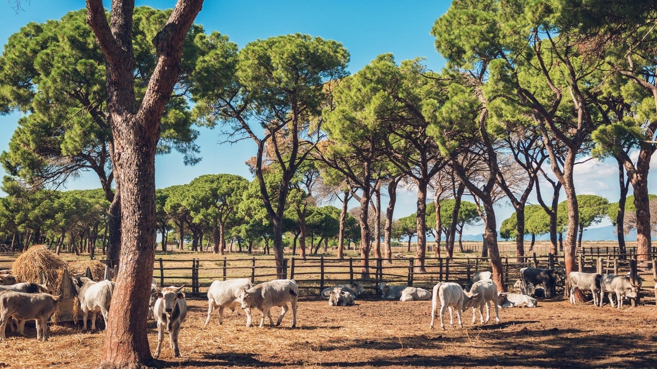 Photo of Others in Magliano in Toscana