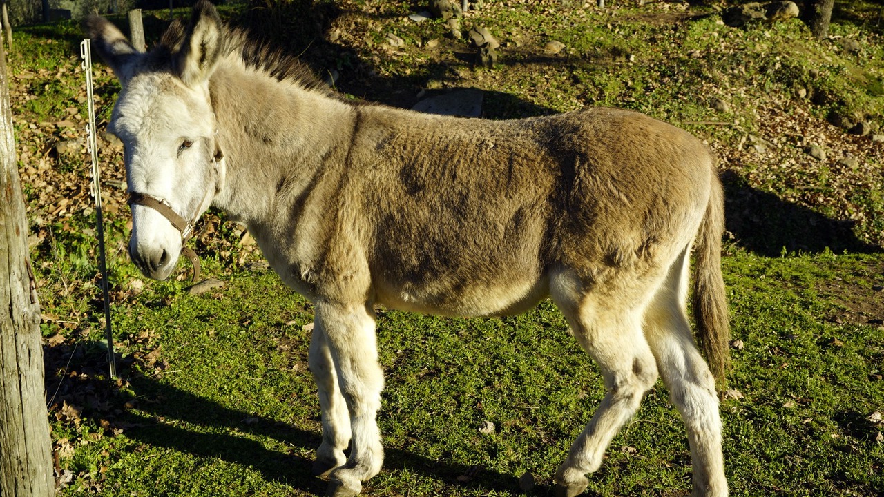 Photo of Others in Montorsaio