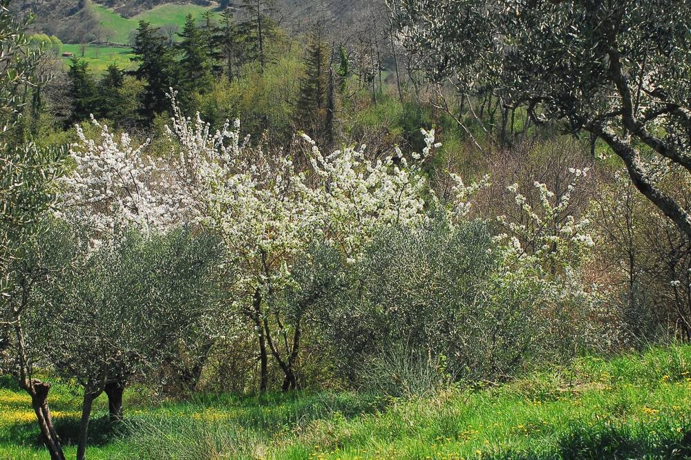 Photo of Outdoor in Anghiari