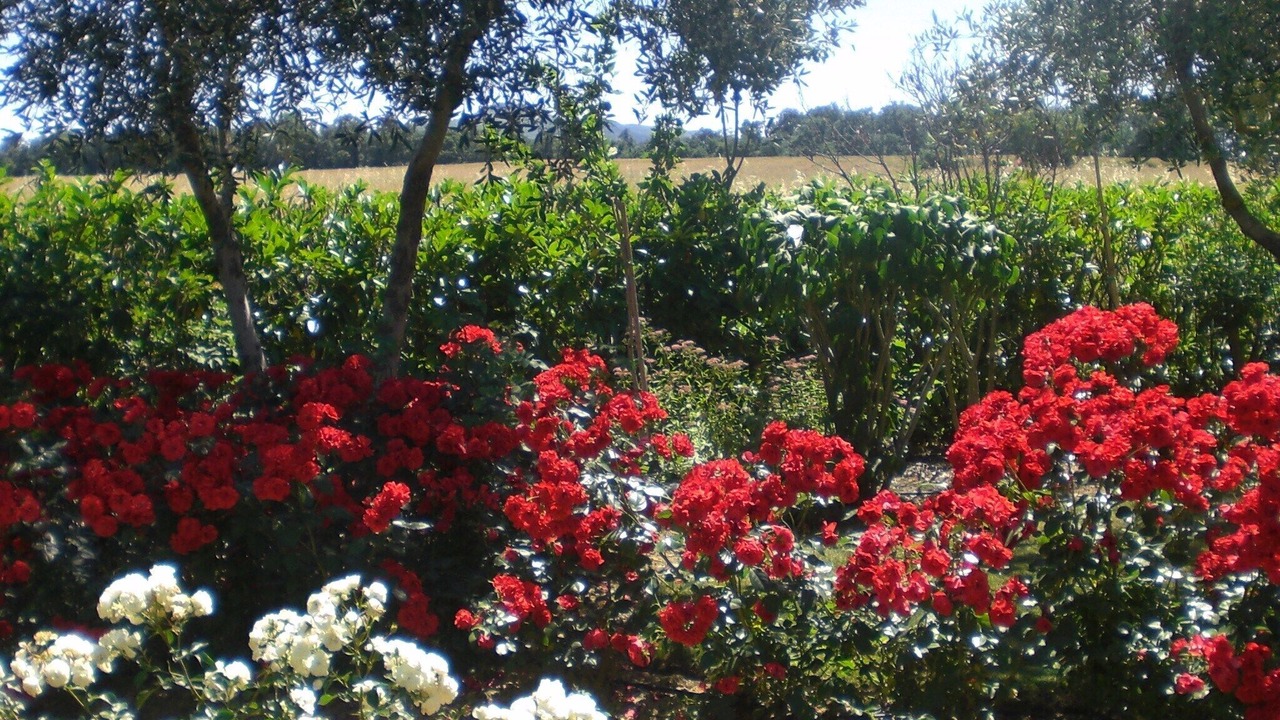Photo of Outdoor in Panicale