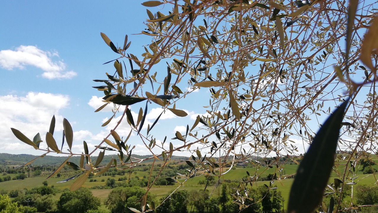 Photo of Outdoor in Magliano in Toscana