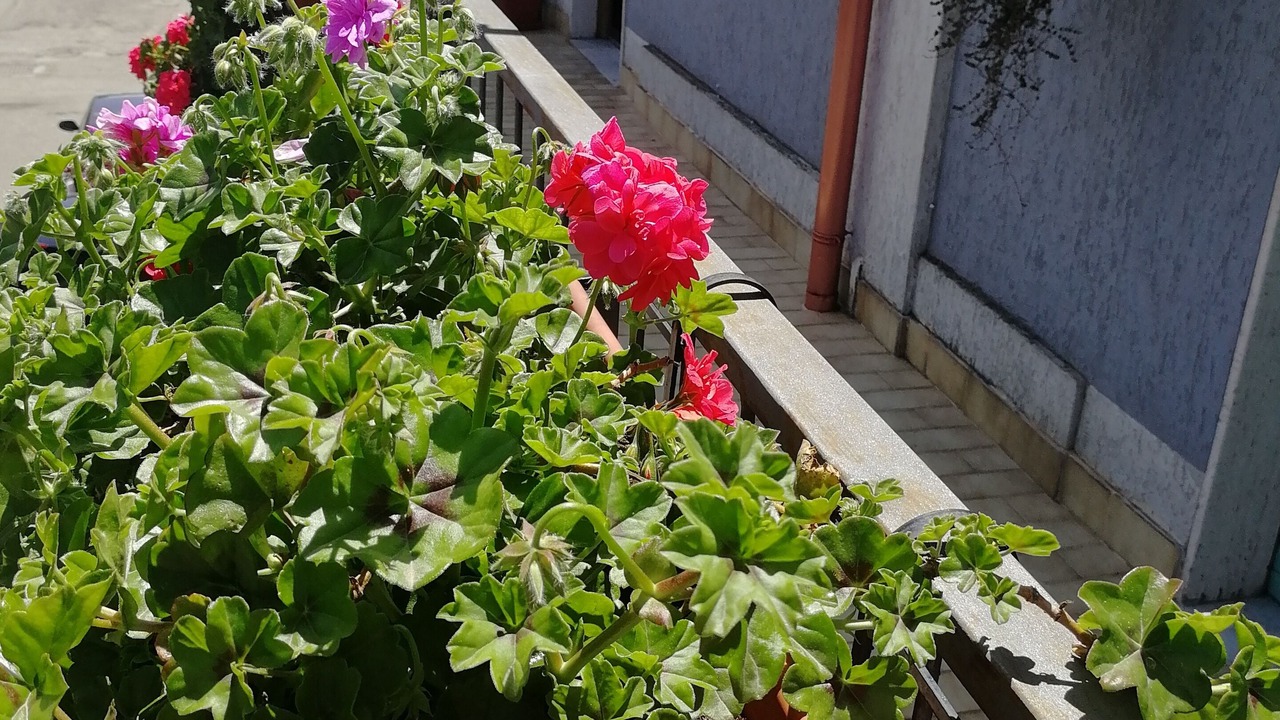 Photo of Patio Balcony in Mileto