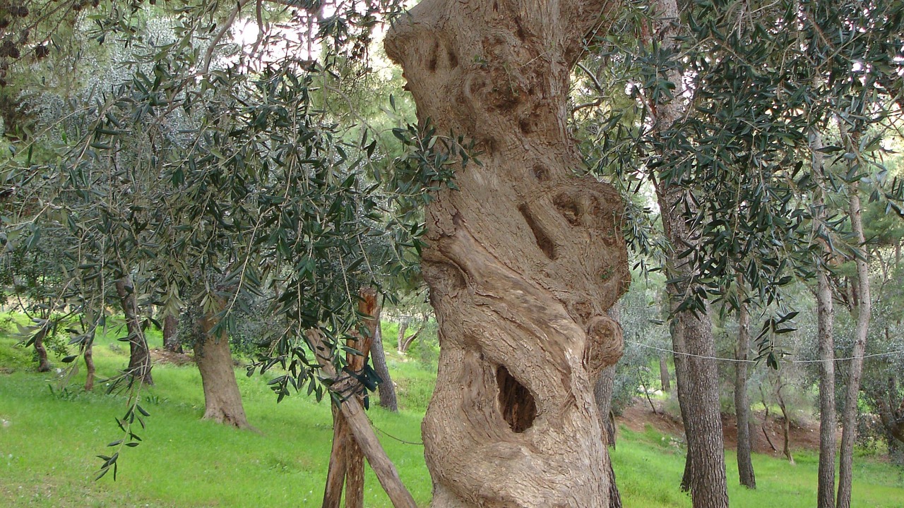 Photo of Outdoor in Chiesiola