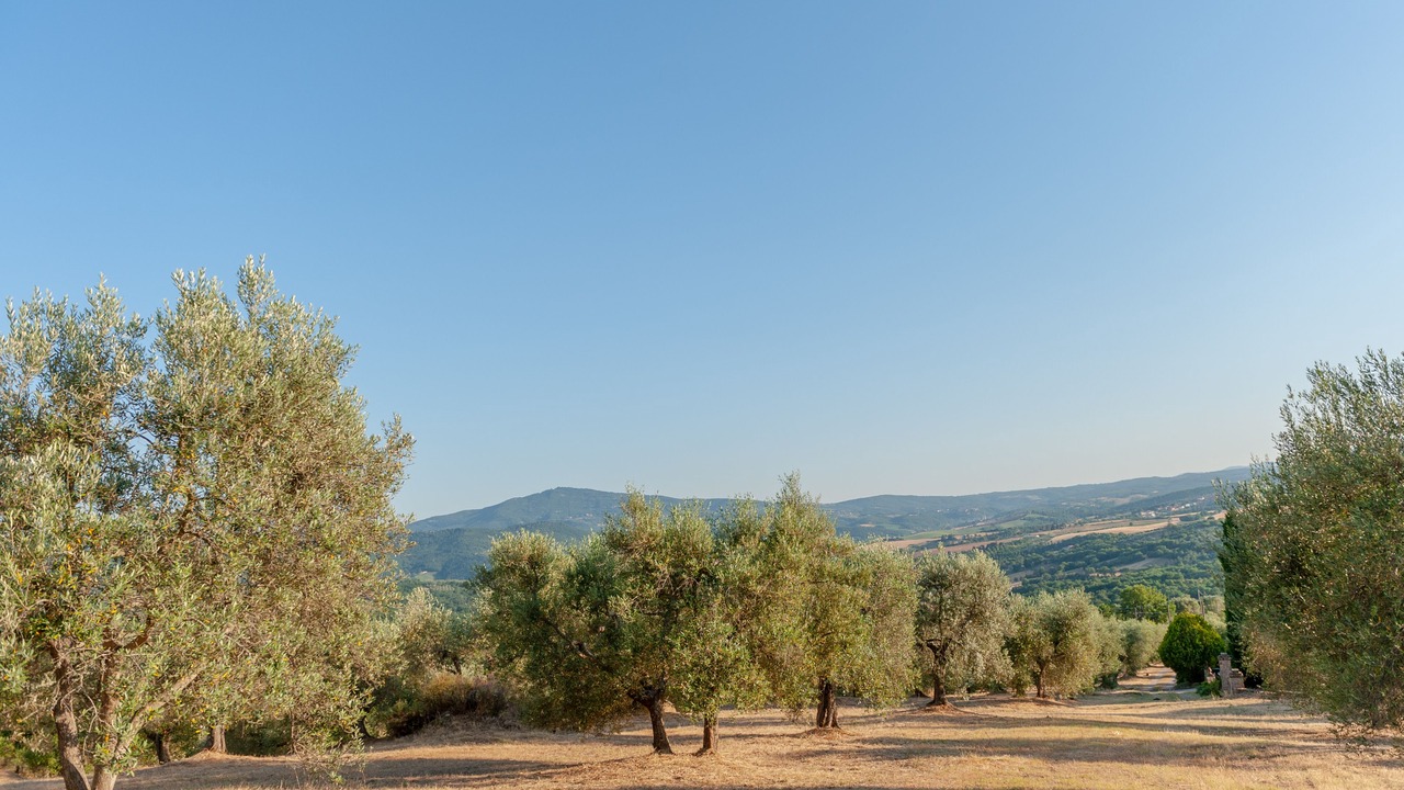 Photo of Outdoor in Panicale