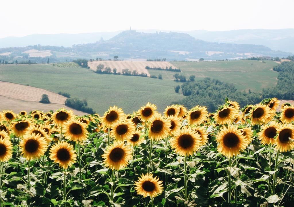 Photo of Others in Todi