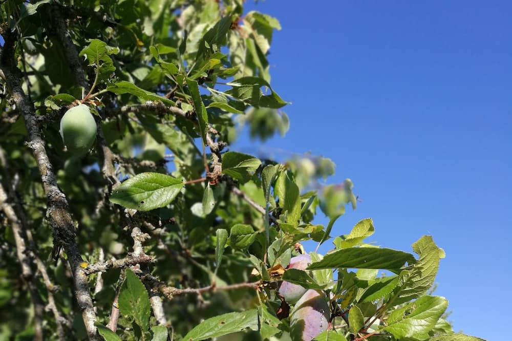 Photo of Outdoor in Monteluiano