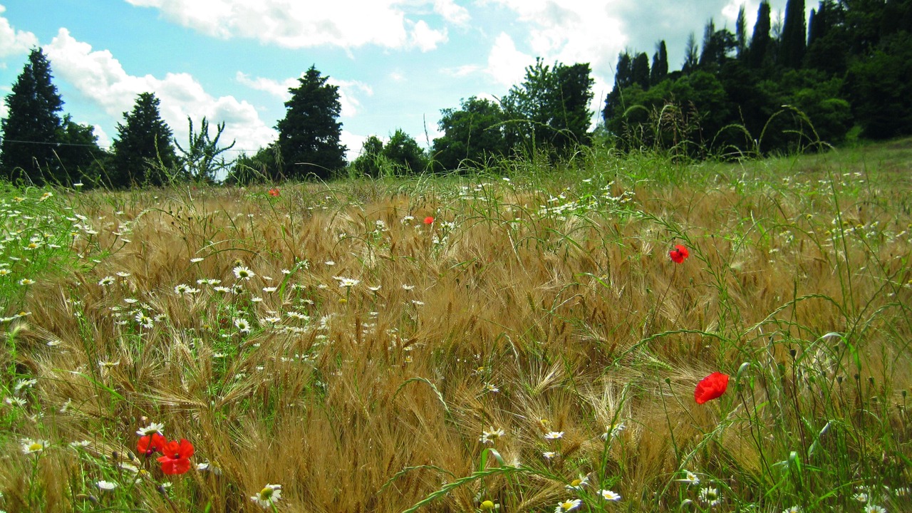 Photo of Outdoor in Anghiari