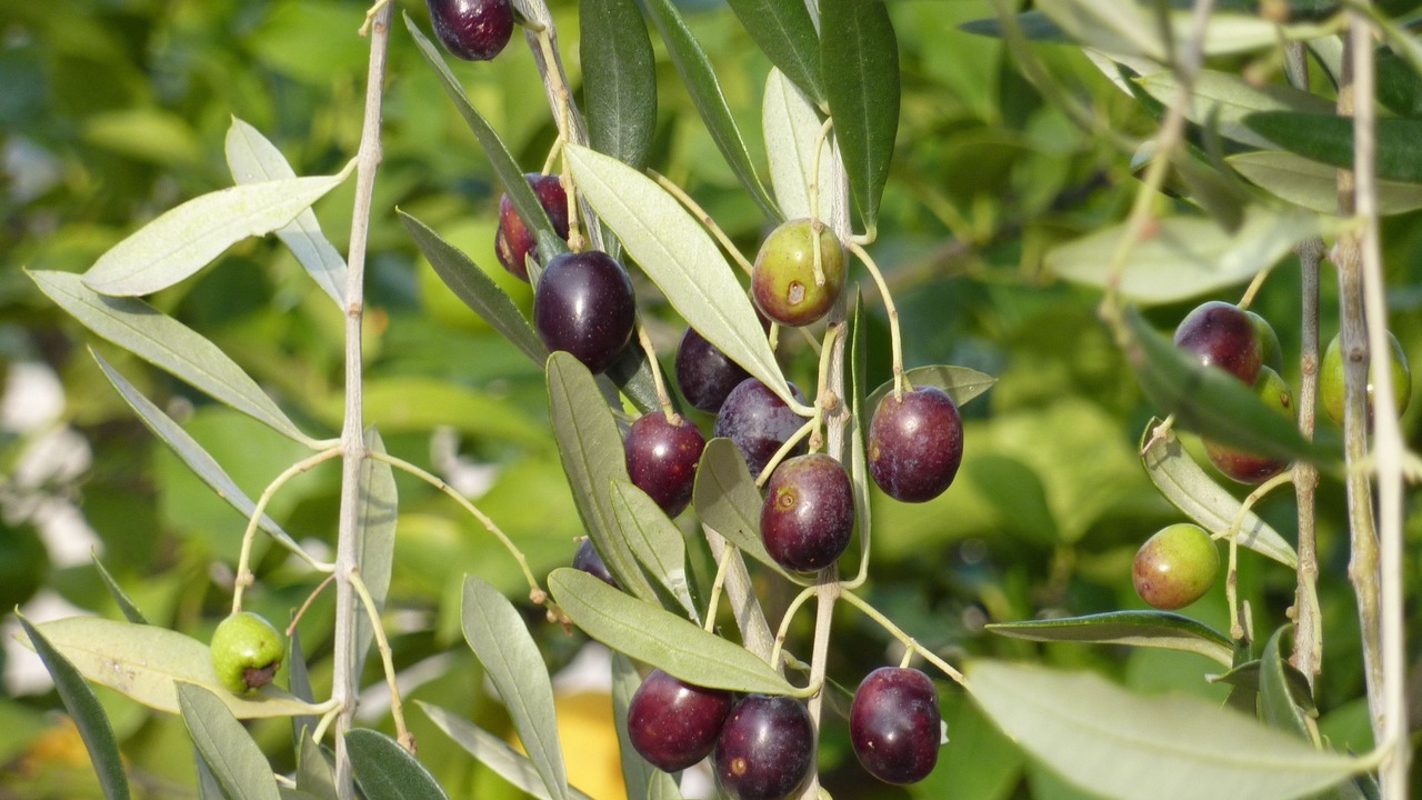 Photo of Others in Guzman