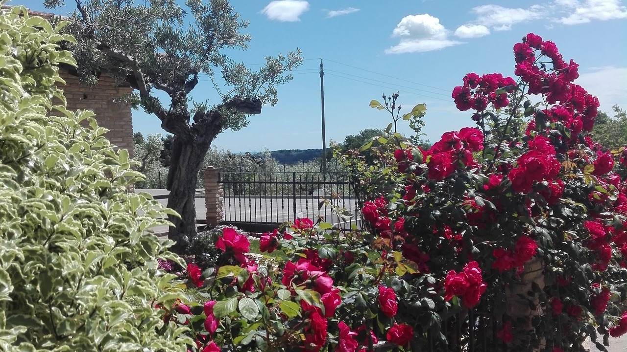 Photo of Outdoor in Francavilla al Mare