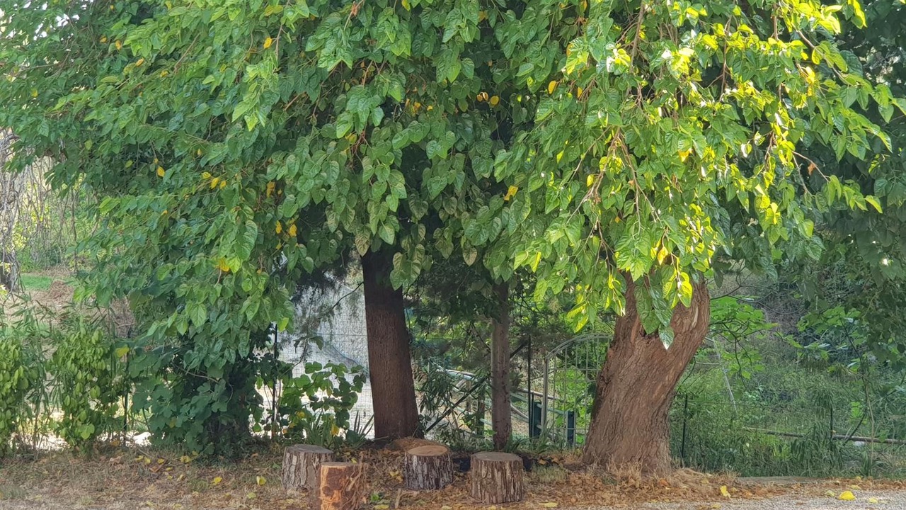 Photo of Outdoor in Ceraso