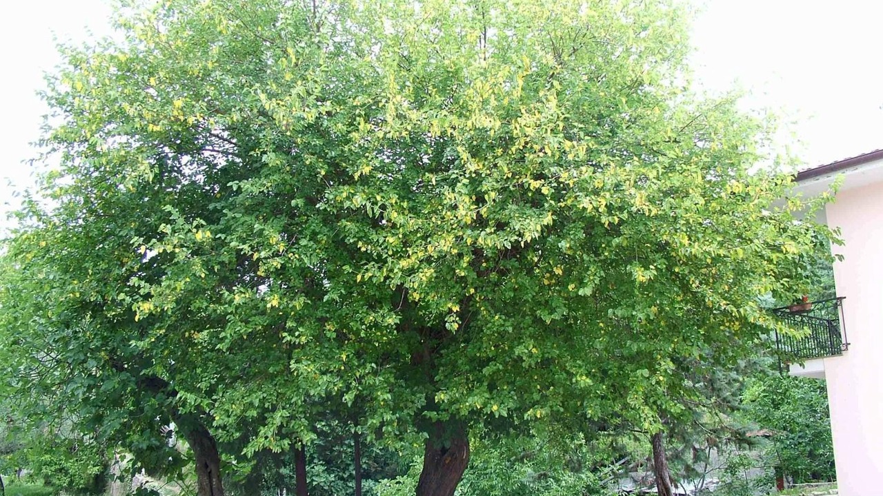 Photo of Outdoor in Ceraso